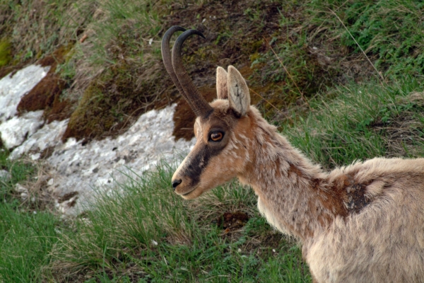 Camoscio d''Abruzzo Rupicapra pyrenaica ornata